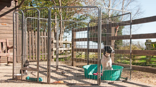 Dog pen Pair of puppies in a dog pen enclosure stock pictures, royalty-free photos & images