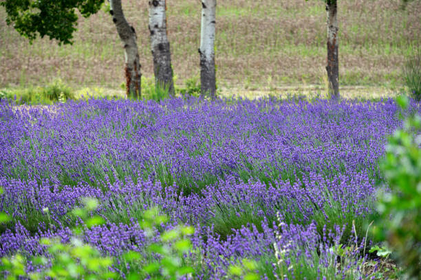 лаванда - lavender coloured lavender provence alpes cote dazur field стоковые фото и изображения