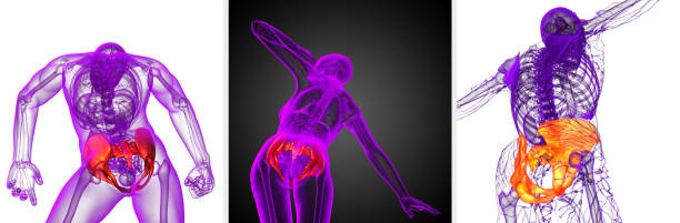 istock 3d rendering medical illustration of the pelvis bone 657357438