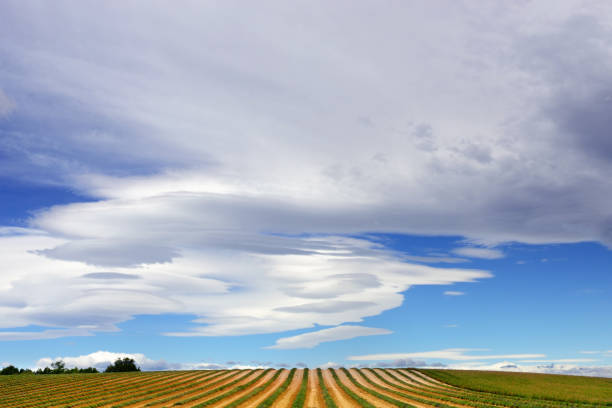 mistral The skyscape during Mistral blows above a mowed fields of lavender. Is a strong, cold and northwesterly wind that blows from southern France into the Gulf of Lion in the northern Mediterranean mistral wind stock pictures, royalty-free photos & images
