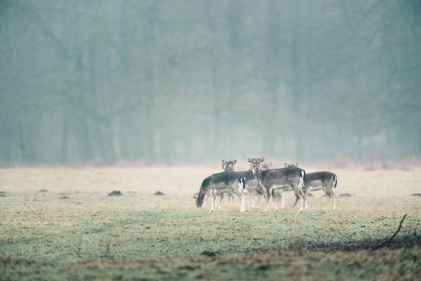 istock Group of fallow deer in misty meadow. 657357640