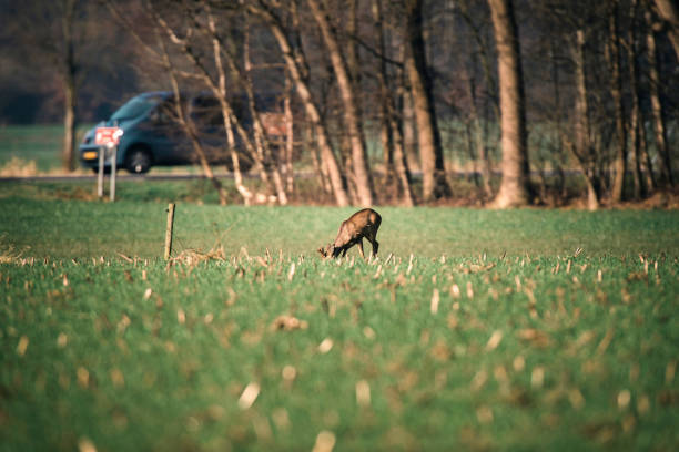 View a serene moment as a young doe peacefully grazes in a lush meadow, accompanied by a majestic buck, set in a tranquil forest park scene.