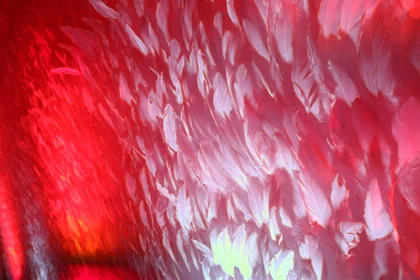 istock White Feather decorate on Wall and lighting with colorful LED light as art background wall 657360202