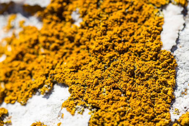istock Beautiful orange lichen fungus mold on white stone 657362704