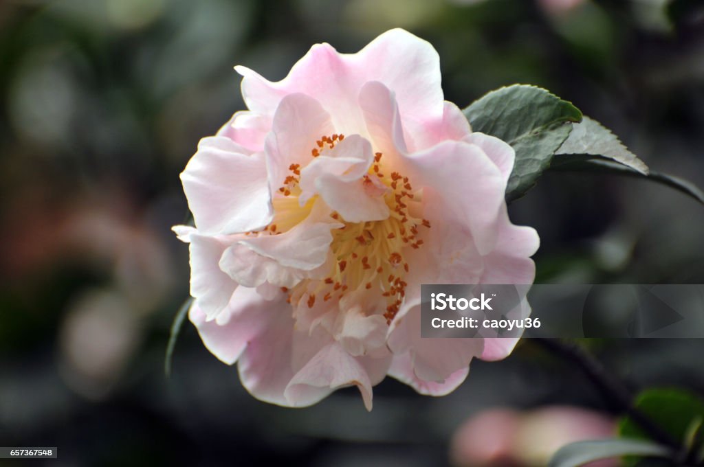 Blossom Pink Austin rose Beauty In Nature Stock Photo