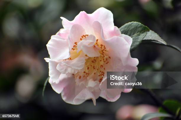 Blossom Pink Austin Rose Stock Photo - Download Image Now - Beauty In Nature, China - East Asia, Close-up