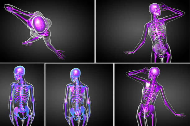 istock 3d rendering medical illustration of the skeleton bone 657368108