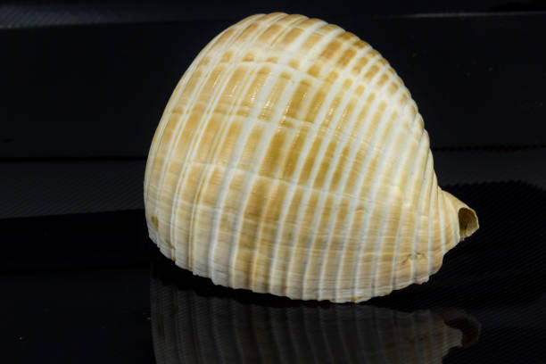 istock Beautiful sea shell Tonna galea on a black background 657368510