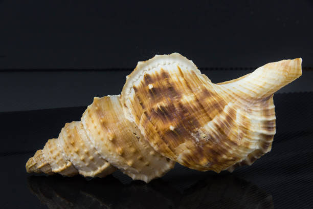 istock Beautiful sea shell Bursa nobilis on a black background 657368516