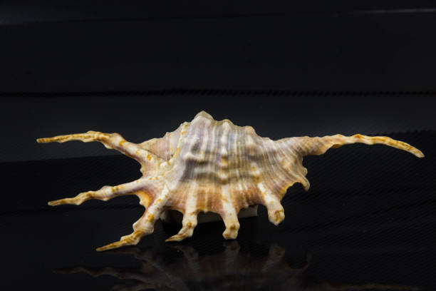 istock Beautiful sea shell Lambis chiragraon a black background 657368594