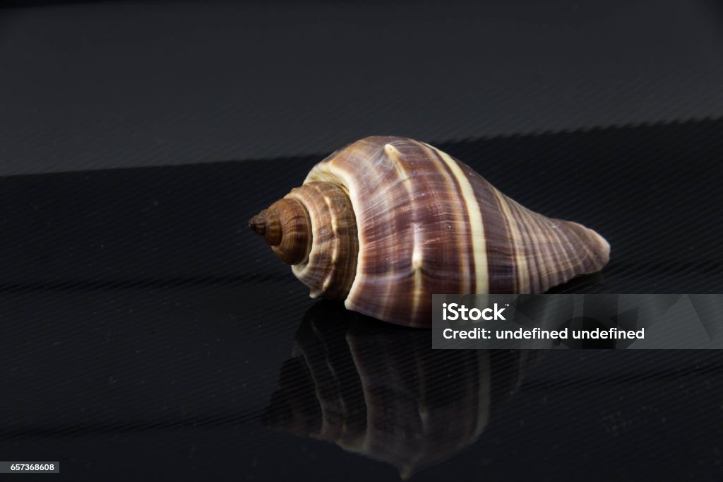 Tulia Sea Shell Beautiful Sea Shell Fasciolaria Tulipa On A Black Background Stock ...
