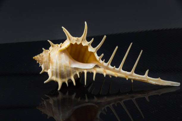 istock Beautiful sea shell Murex trapa on a black background 657368650