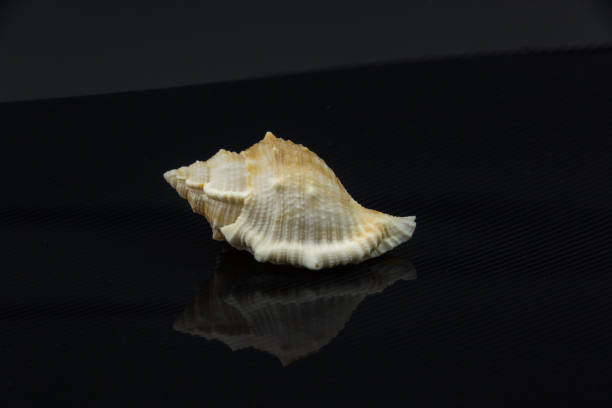 istock Beautiful sea Latirus polygonus shell on a black background 657368730