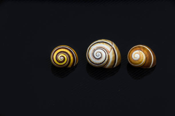 Collection of snail shells on wooden table