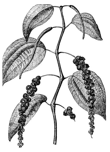 schwarzer pfeffer (piper nigrum) - pepper spice black peppercorn white background stock-grafiken, -clipart, -cartoons und -symbole