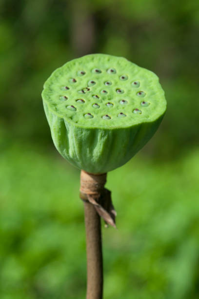 istock Seed Pod of Lotus Flower 657371752