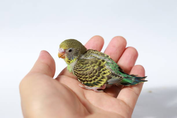 istock cute Baby bird in hand on white background 657371962