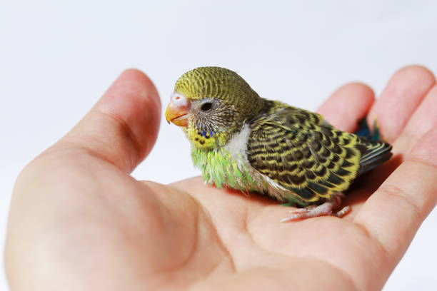 istock cute Baby bird in hand on white background 657372078