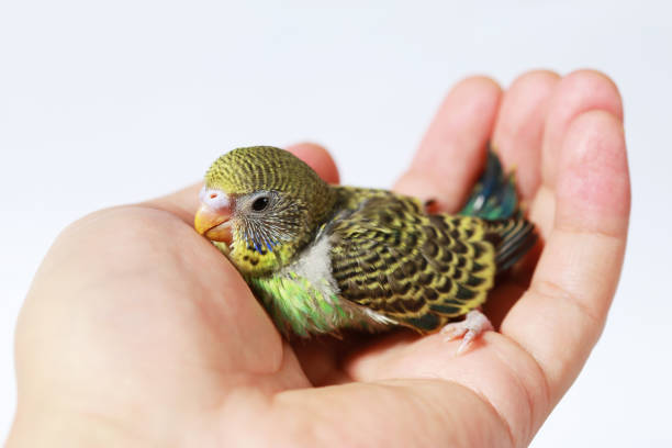 istock cute Baby bird in hand on white background 657372172