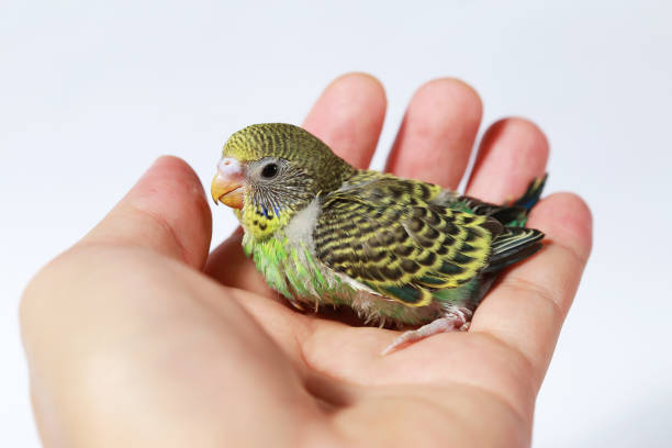 istock cute Baby bird in hand on white background 657372228