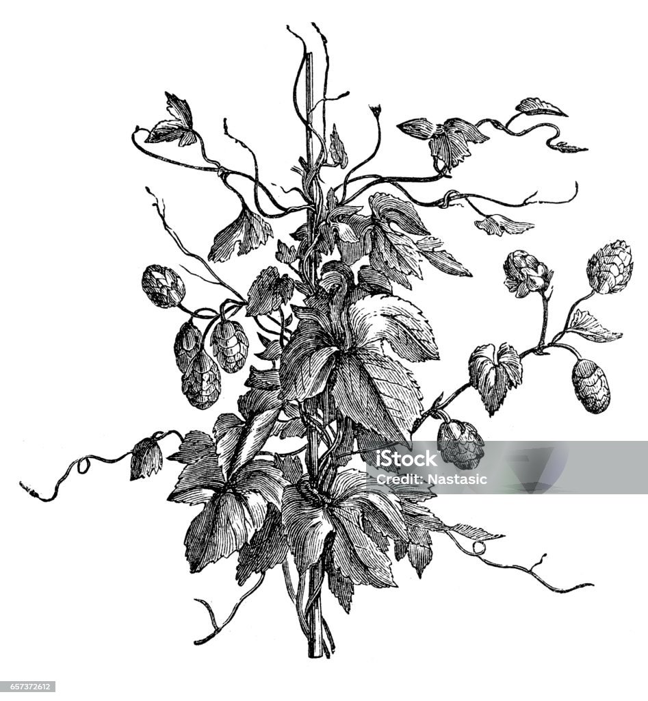 Hop plant with leaves Illustration of a hop plant with leaves Brewery stock illustration