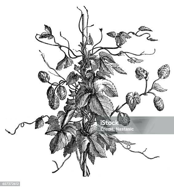 Hop Plant With Leaves Stock Illustration - Download Image Now - Brewery, Beer - Alcohol, Engraved Image