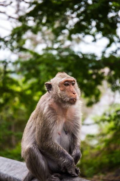 istock Brown mokey sitting alone on the wall 657378328