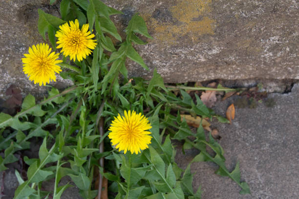 Dandelion It is a yellow cute flower of dandelion. 街 stock pictures, royalty-free photos & images
