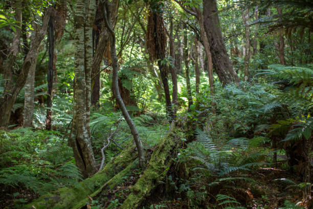 istock Native bush, North Island, New Zealand 657392034