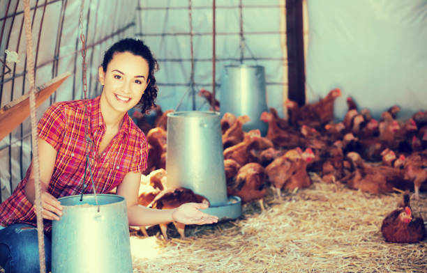 istock Female farmer holding bucket with forage 657395772