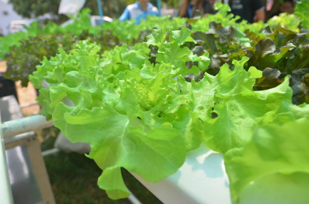 vegetal hidropónico - technology farm cameron highlands agriculture fotografías e imágenes de stock