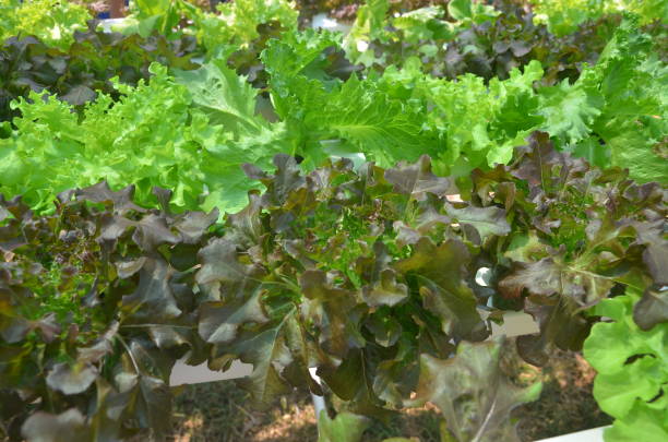 hydroponic vegetal - technology farm cameron highlands agriculture fotografías e imágenes de stock