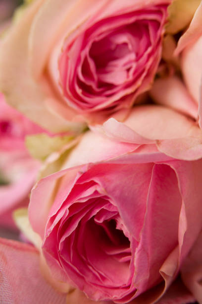 istock Close-up of pink roses 657397194