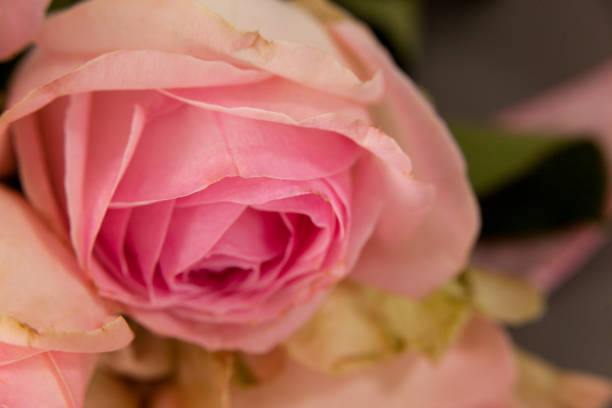 istock Close-up of pink rose 657397240