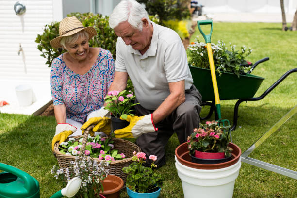istock Senior couple gardening together 657400276