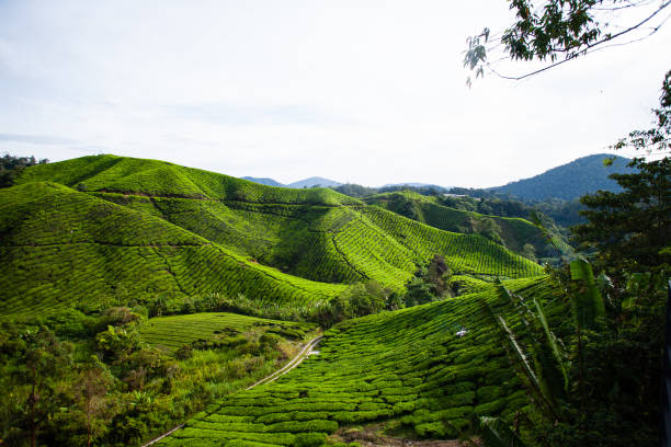 istock Tea plantations in Malaysia 657400426