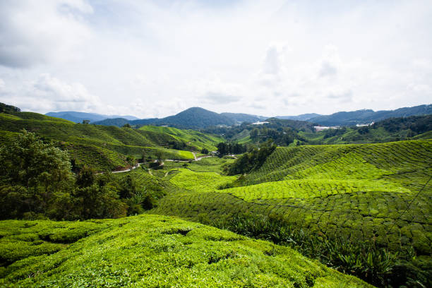 istock Tea plantations in Malaysia 657401324