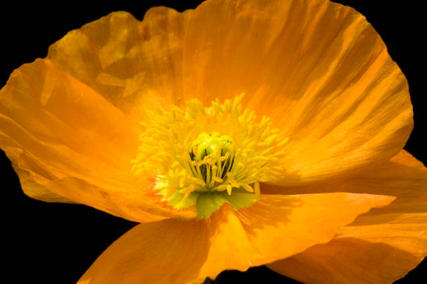 istock Poppy; Meconopsis; cambrica 657404328