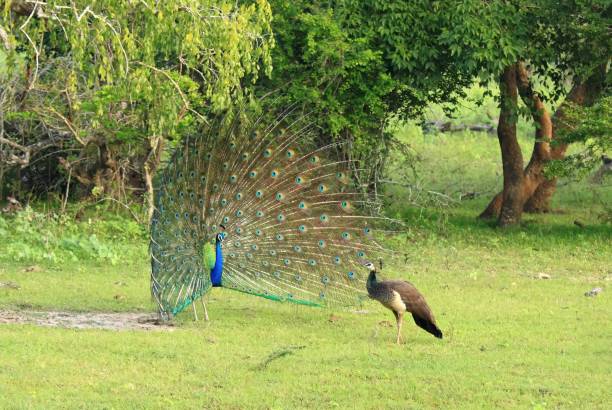 istock Indian Peafowl, Pavo cristatus 657404904