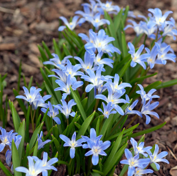 눈 자부심; snowgleam; chionodoxa luciliae - chionodoxa 뉴스 사진 이미지