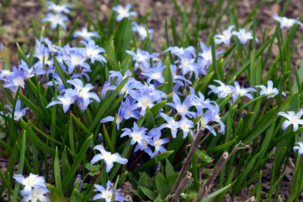 눈 자부심; snowgleam; chionodoxa luciliae - chionodoxa 뉴스 사진 이미지