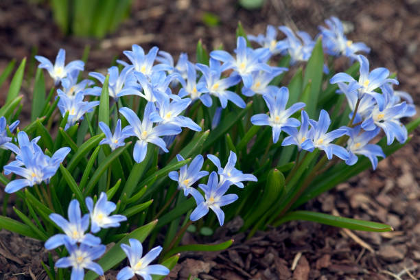 눈 자부심; snowgleam; chionodoxa luciliae - chionodoxa 뉴스 사진 이미지