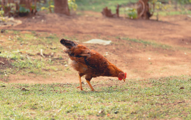 scavenges di pollo per il cibo nel kenya rurale - poultry shears foto e immagini stock
