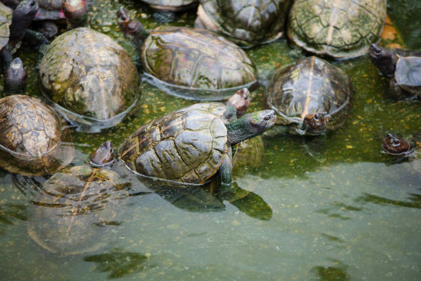istock Turtles on the heap in natural water environment 657414444