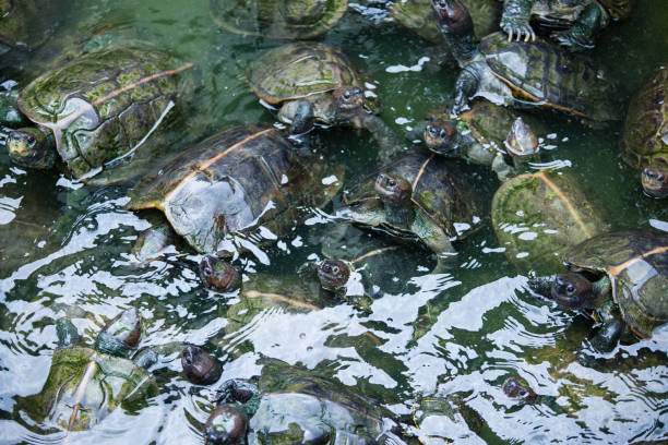 istock Turtles on the heap in natural water environment 657414504