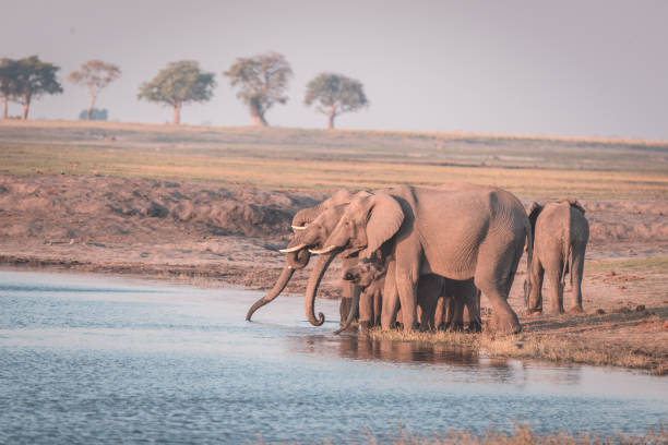 istock Group of African Elephants drinking water from Chobe River 657417550