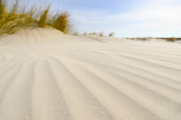 Dune grass growing on small sand dunes at the beach with patterns in the sand caused by the wind  in the foreground.