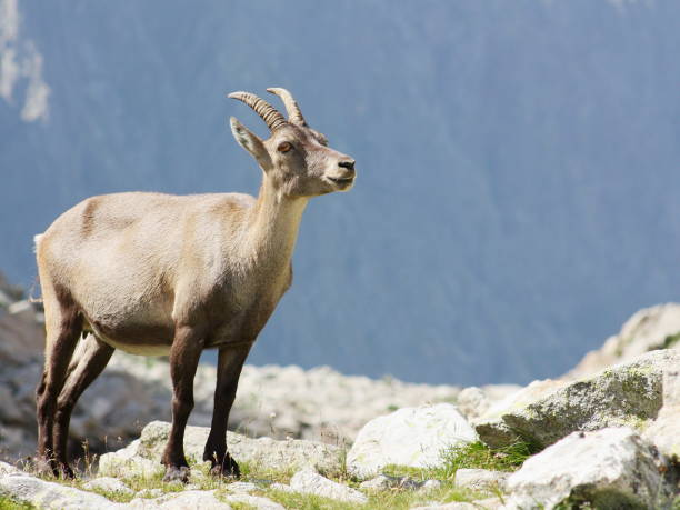 istock Female alpine steinbock on a rock 657421460
