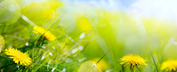 istock art abstract floral spring or summer background with fresh grass and spring flower 657421754