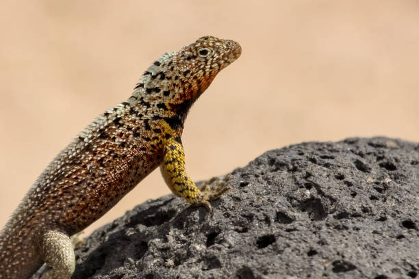 istock Galapagos lava lizard on lava rock, North Seymour 657424776